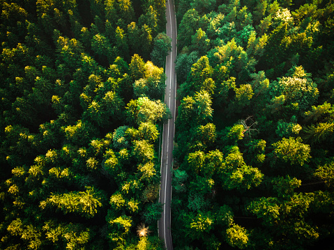 Straight Road in Summer Colorfu Forest. Drone Photography.