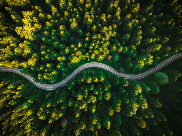 estrada curvy em summer pine forest. top down drone photography. deserto ao ar livre - estrada - fotografias e filmes do acervo