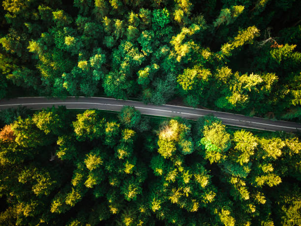 istock Asphalt Road or Path Trough Forest. Top Down Drone View 1266573224