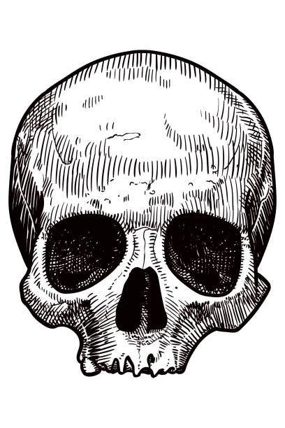 illustrations, cliparts, dessins animés et icônes de dessin vectoriel d’un crâne - crâne