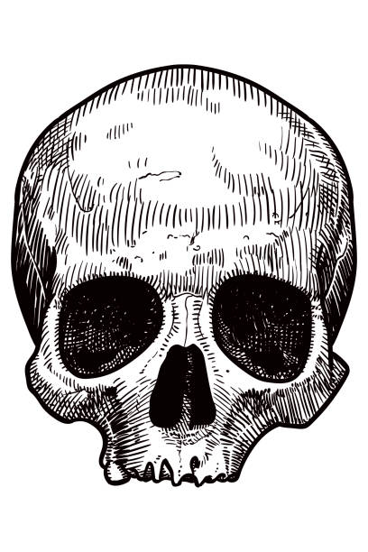 kafatasının vektör çizimi - ölüm illüstrasyonlar stock illustrations