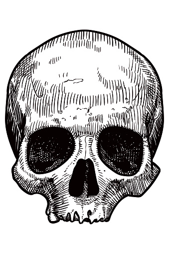 Illustration of a skull with one tooth left