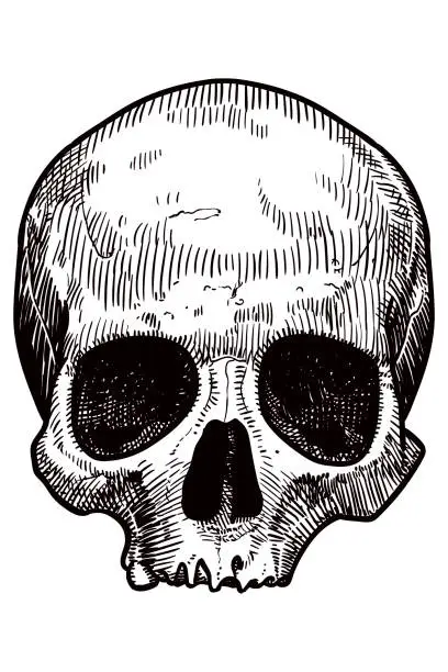 Vector illustration of Vector drawing of a skull