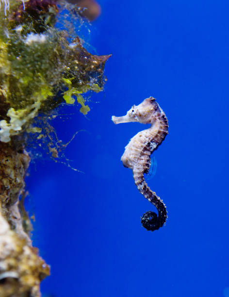 istock Sea Horse. 1266573535