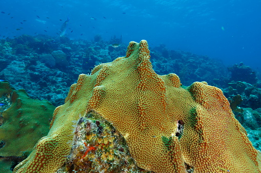 The colourful coral seascape of the Caribbean island of Guadeloupe (France)