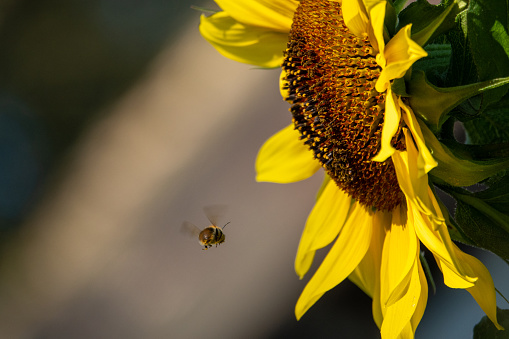 a bumblebee flies to a yellow sunflower to eat nectar