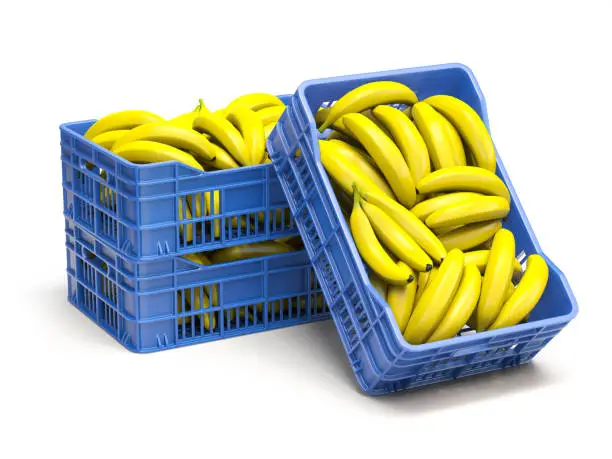 Photo of Bananas in blue plastic crates isolated on white.