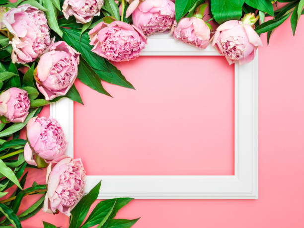 istock White frame with pink peony flowers on a pink background, top view, copy space, flat lay, mockup. Flower frame design for greeting cards, gift packages. Template for the designer with space for text 1266578194