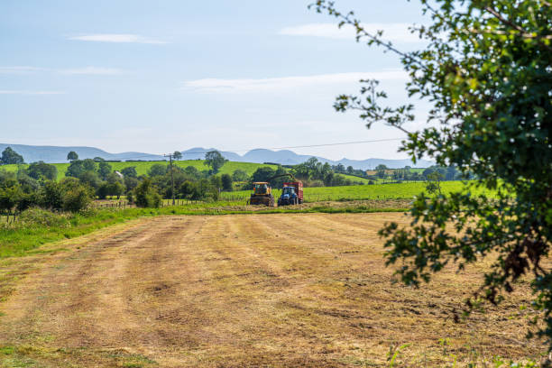 fields of grass being cut and harvested to make silage - drumlin imagens e fotografias de stock