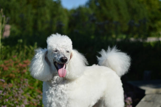 珍しい白い毛皮を持つシニアプードルは、公園で夏を楽しんでいます - standard poodle ストックフォトと画像