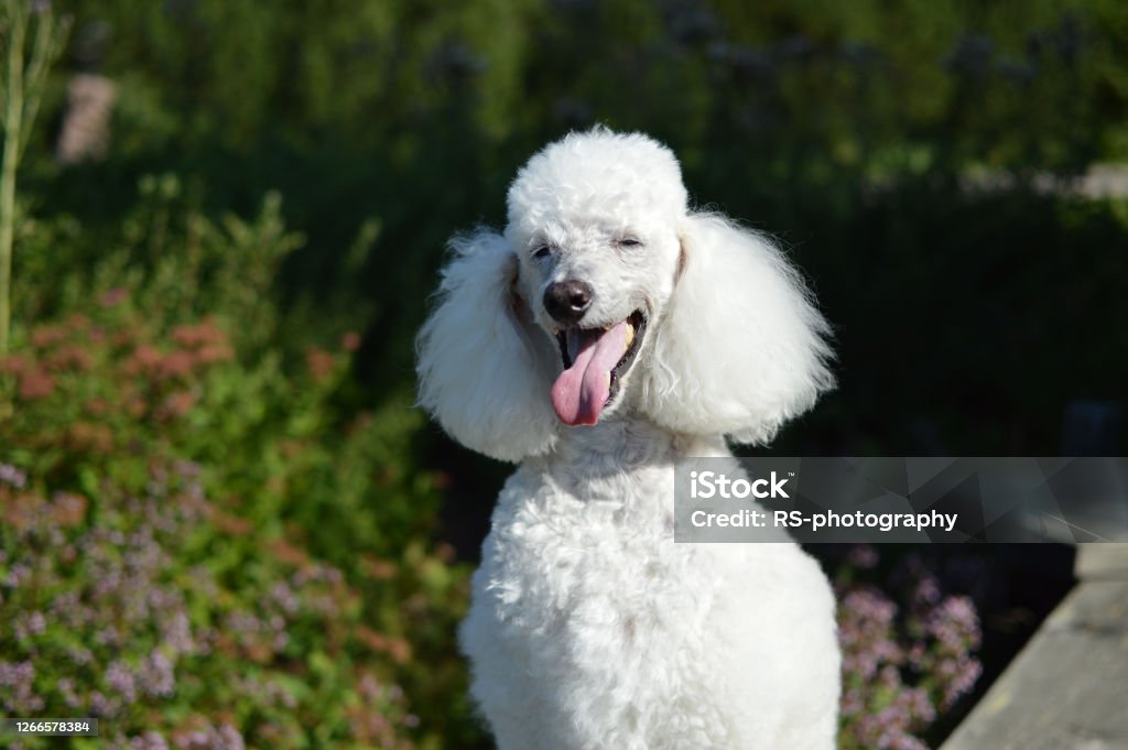 Portraif of and old happy poodle with rare white fur Funny and cute senior poodle is looking at the camera in a public park Standard Poodle Stock Photo