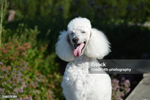 Portraif Of And Old Happy Poodle With Rare White Fur Stock Photo - Download Image Now