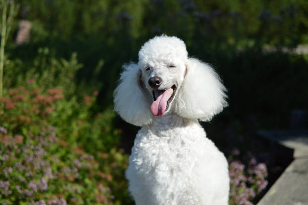 portraif of and old happy poodle with rare white fur - footpath small green white imagens e fotografias de stock