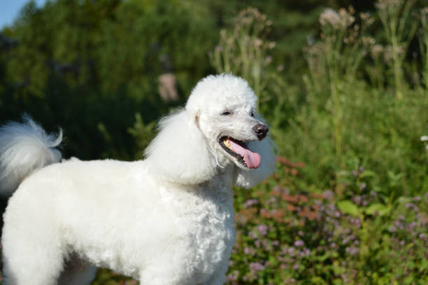 senior white poodle off-leash with green nature background - footpath small green white imagens e fotografias de stock