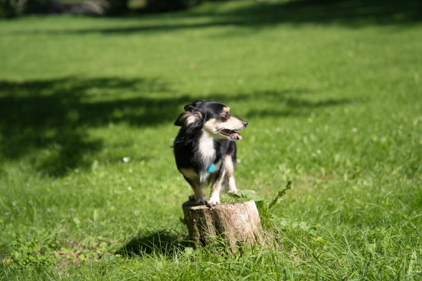 istock Dog standing on a stump in the meadow 1266579010