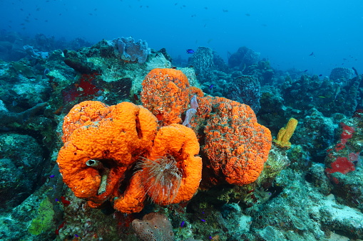 an orange rubber sponge (Agelas clathrodes) in Guadeloupe (Caribbean, France)