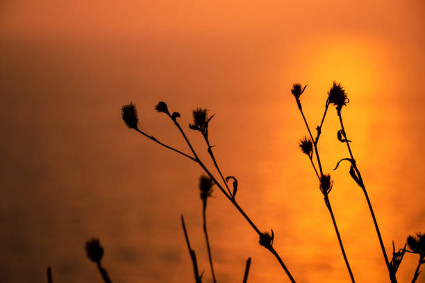 A silhouette Of a Wild Flower at sunset growing alongside a cliff. MAHARASHTRA,INDIA