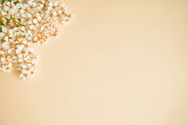 istock Frame of pink flowers. Copy space. Top view. Flat lay. 1266581784