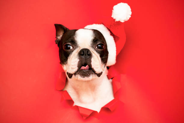 The head of a Boston Terrier dog looks through a hole in red paper and wears a Santa hat.Creative. Minimalism. stock photo