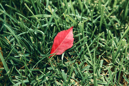 Red leaf on green grass