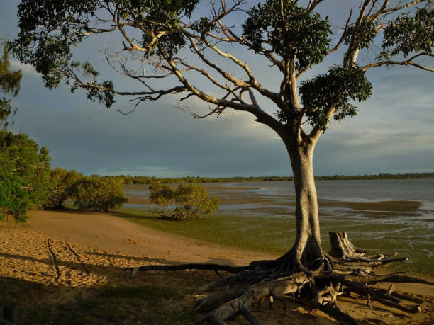 巨大ユーカリの木 - eucalyptus tree tree australia tropical rainforest ストックフォトと画像