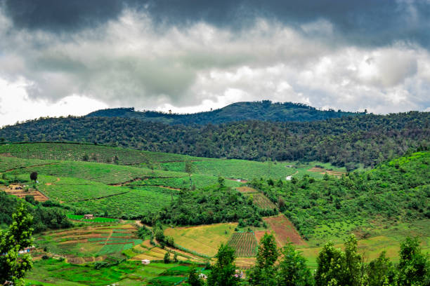 istock mountains covered with tea gardens and green forests 1266583929