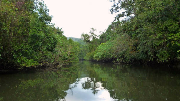 istock Creek in Daintree National Park, Queensland 1266583949