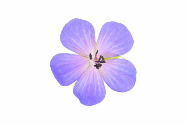 istock Cranesnill small flowers isolated on a white background. 1266585044