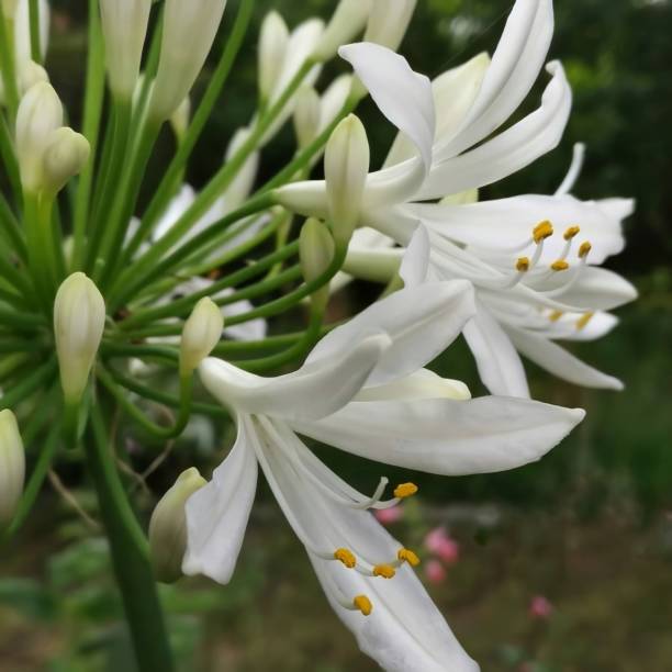 istock White agapantum flower 1266586334