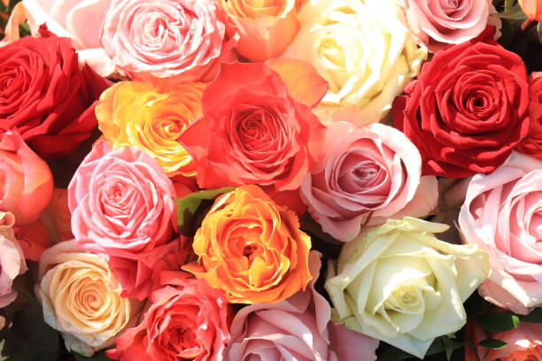 Colorful wedding roses