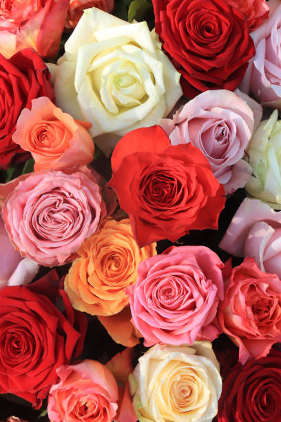 istock Colorful wedding roses 1266587324