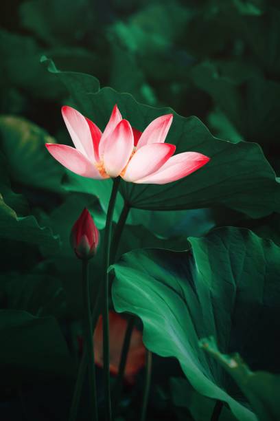 istock Lotus flower blossom 1266587507
