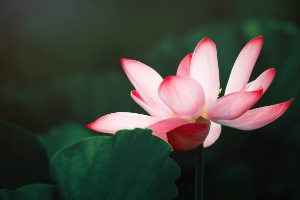 istock Lotus flower blossom 1266587543