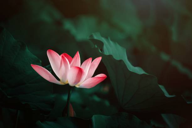 istock Lotus flower blossom 1266588116