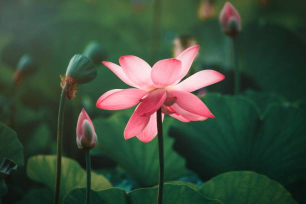 연꽃 꽃 - lotus blossom water lily spirituality 뉴스 사진 이미지