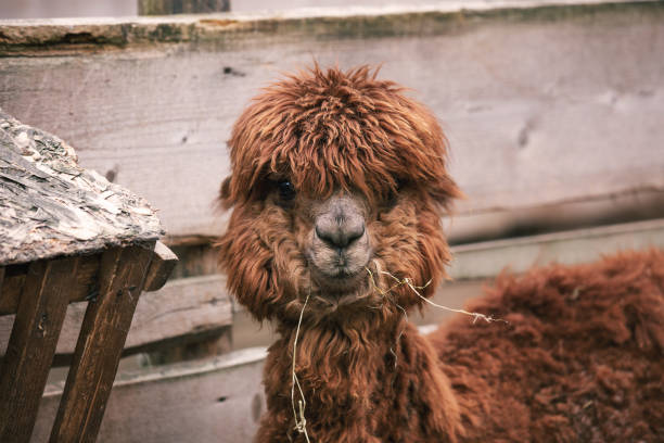 Portrait of alpaca Portrait of a cute fluffy alpaca in zoo inca photos stock pictures, royalty-free photos & images