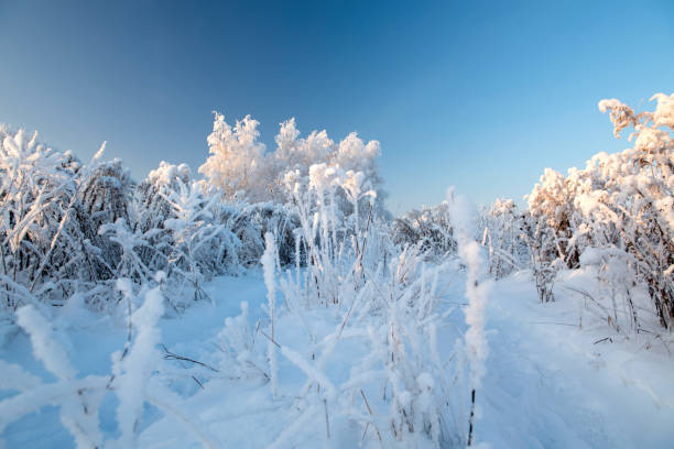 istock Winter landscape with snowy trees 1266588634