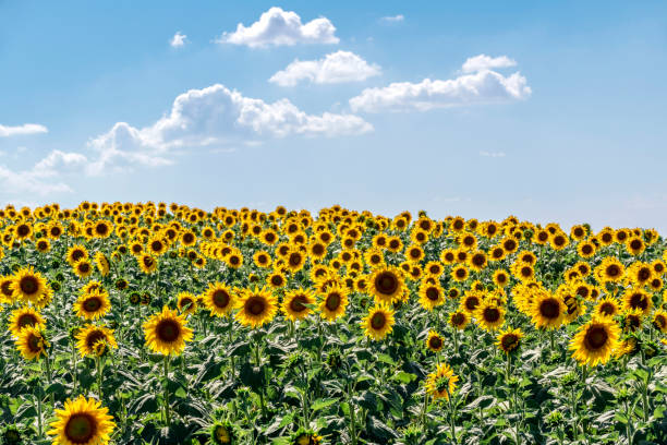 istock Sunflower field with cloudscape in sky 1266588891