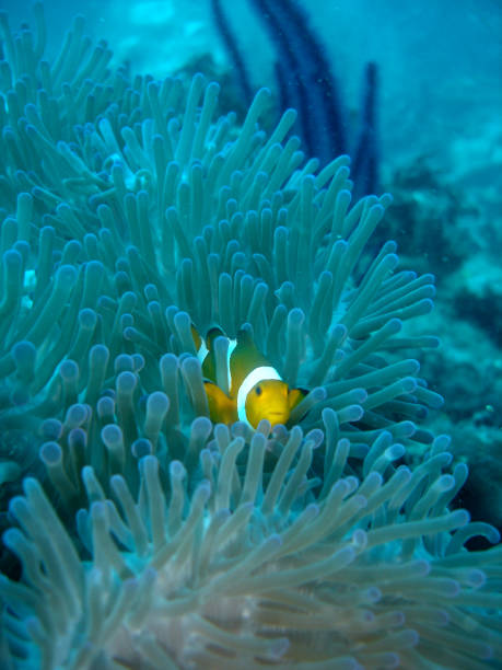 istock False clown fish in a sea anemone 1266589667
