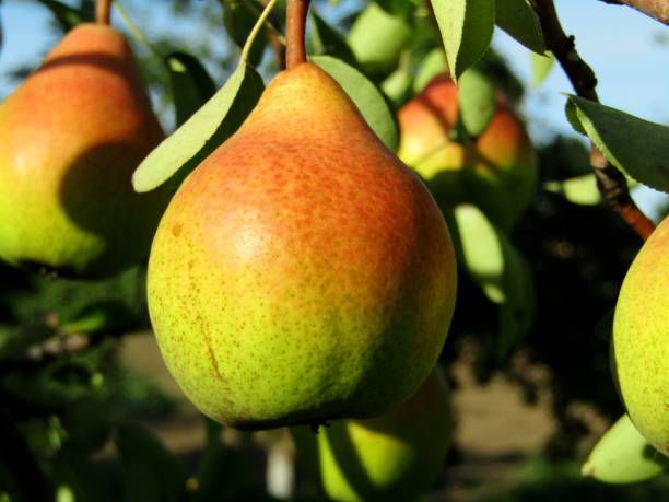 istock The fruit of a pear during ripening 1266589714
