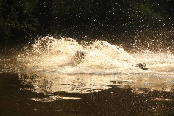 istock Person diving into water 1266589971