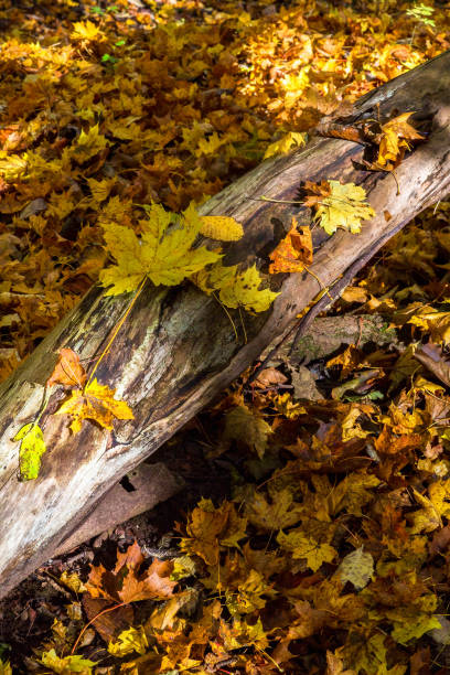 istock Small Waterfall with autumn leaves in a stream 1266589993