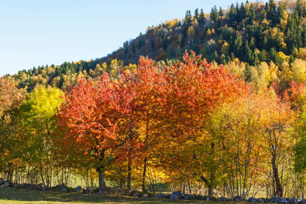 istock Deciduous trees with autumn colours at a hillside 1266590005