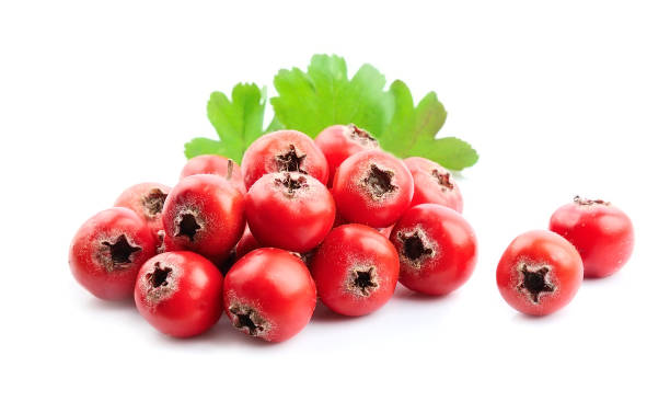 istock Hawthorn fruits 1266590744