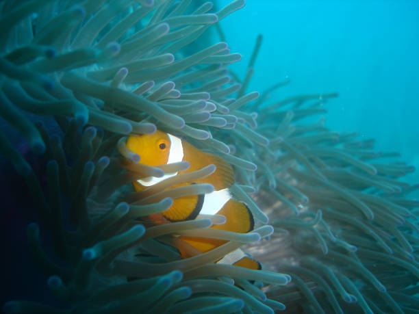 istock False clown fish in a sea anemone 1266590868