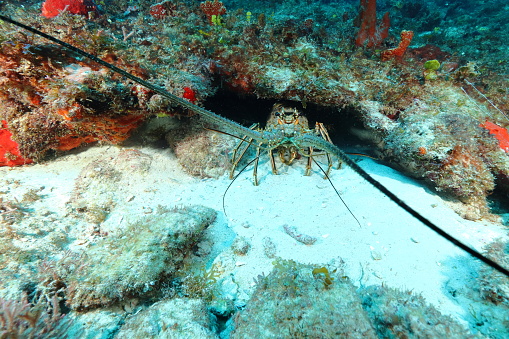 Caribbean spiny lobster (Panulirus argus) on the coral reef of Guadeloupe (Caribbean, France)