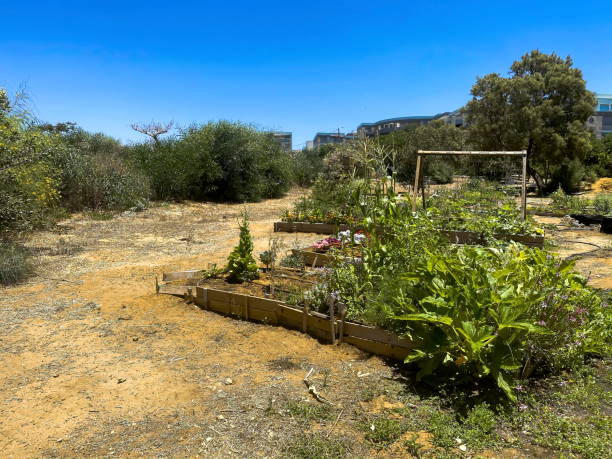 istock Special site with wooden boxes, where primary school students may learning about agriculture and farming 1266592234