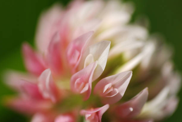 Close up of a pink and white clover flower.  Floral macro.