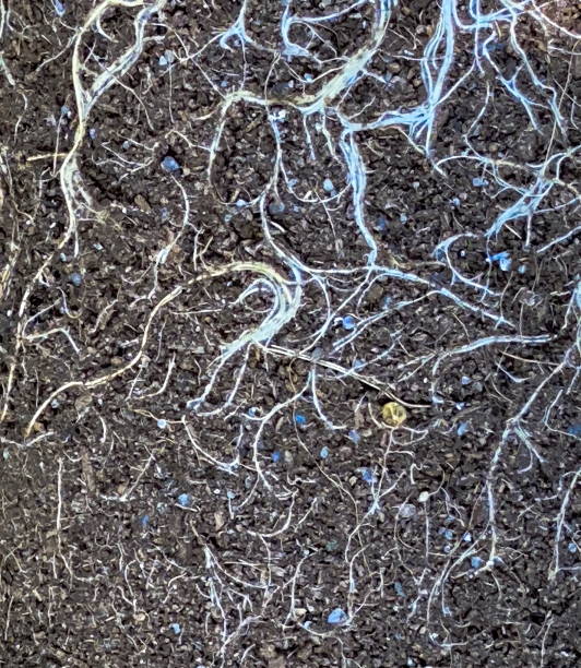 istock Earth from pots with the bare dried roots of seedlings texture background 1266593445