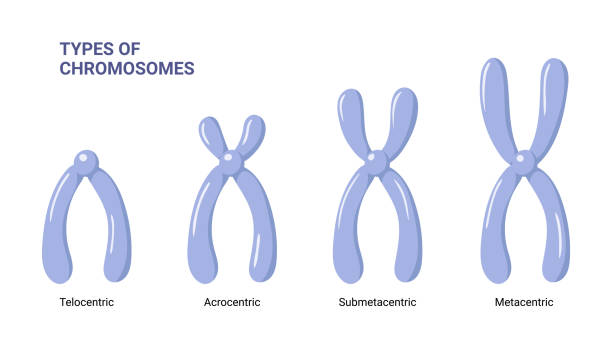 illustrations, cliparts, dessins animés et icônes de types de chromosomes d’illustration vectorielle isolés sur le fond blanc - chromatid